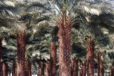Oasis Negev Arad Exterior foto